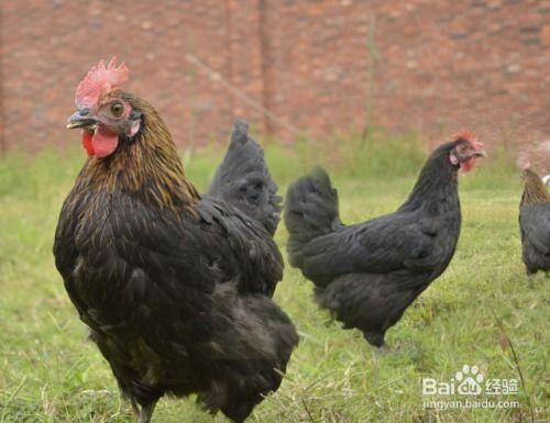国产老鸡露脸视频