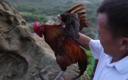 国产老鸡露脸视频 第2张 国产老鸡露脸视频 第2张