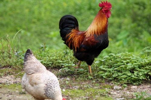 国产老鸡露脸视频 第3张 国产老鸡露脸视频 第3张